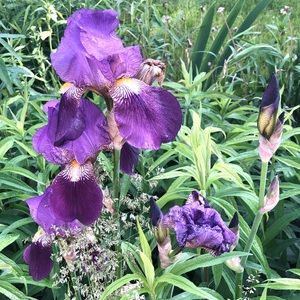 Meet your Posher, Emma